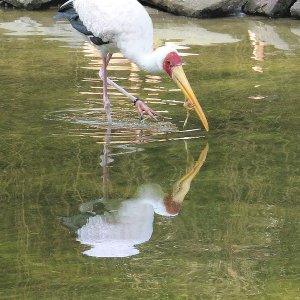 Nimmersatt-Storch Grugapark Essen